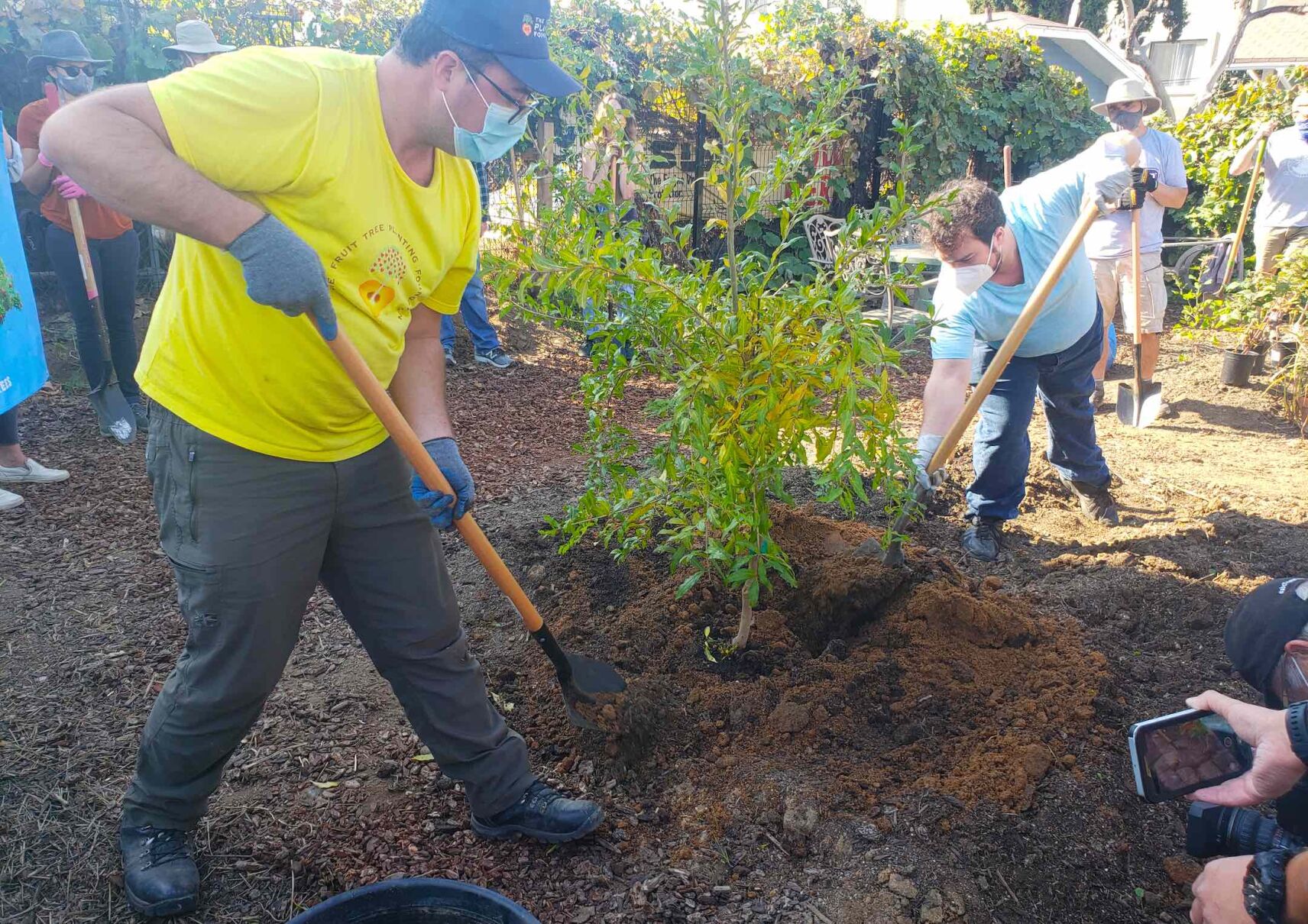 Planting 200,000th tree - pomegranate
